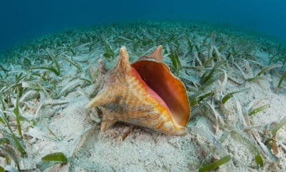 La pêche du lambi est ouverte jusqu’au 15 décembre