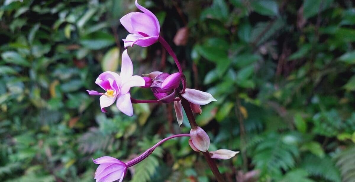 En savoir plus sur les orchidées de nos îles