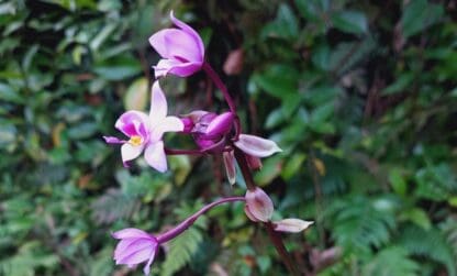 En savoir plus sur les orchidées de nos îles