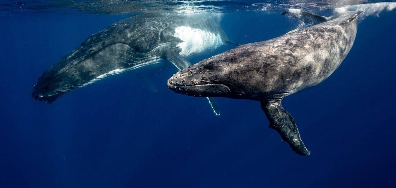 Observation des baleines et sciences participatives