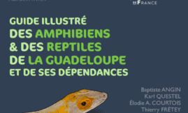 Guide illustré des amphibiens et des reptiles de la Guadeloupe