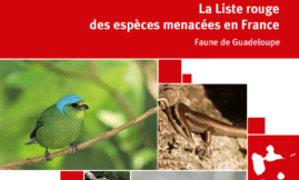 La Liste rouge des espèces menacées – Faune de Guadeloupe