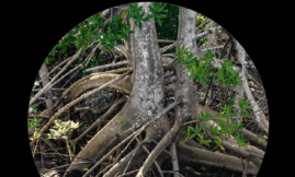 Les écosystèmes marins : les mangroves ancrages littoraux