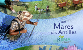 Guide de restauration et d'entretien des Mares des Antilles