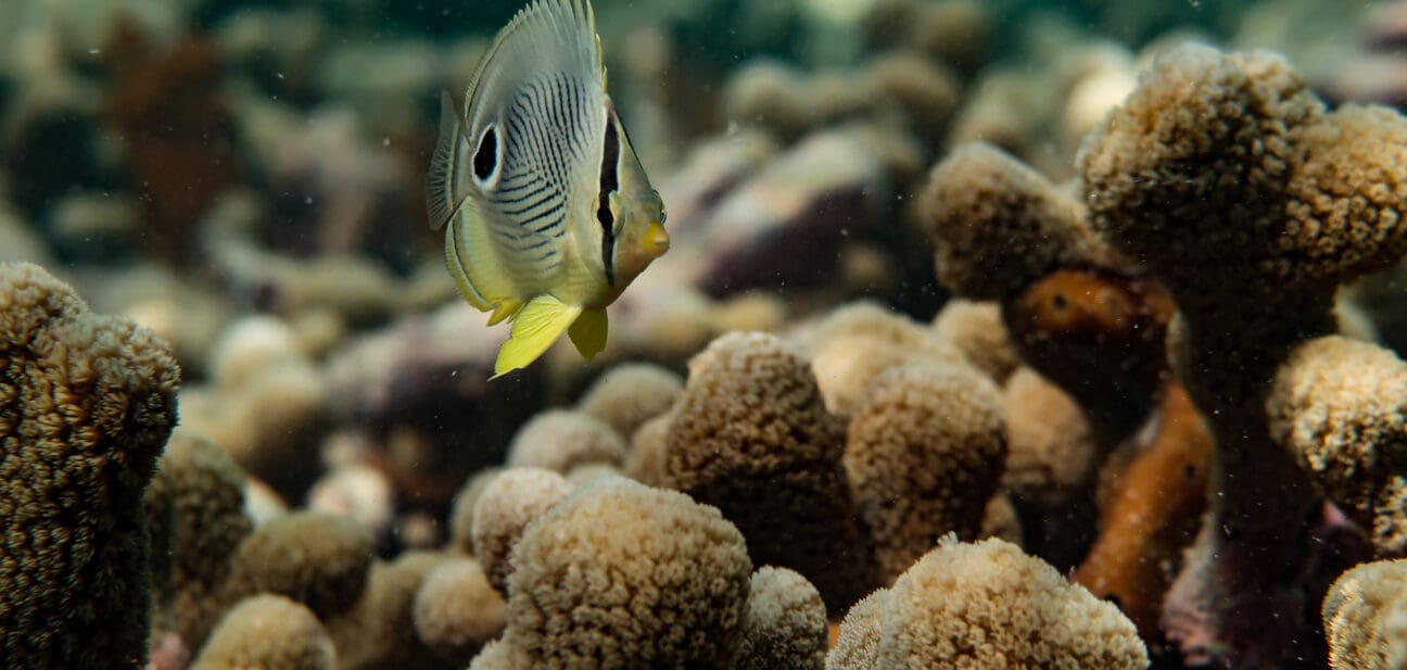 Appels à projet FEAMPA pour la protection des écosystèmes marins