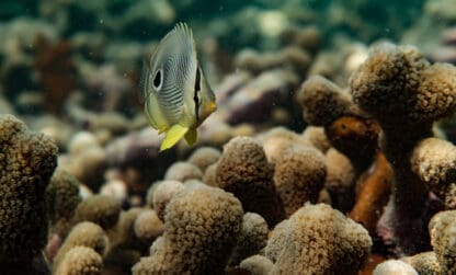 Appels à projet FEAMPA pour la protection des écosystèmes marins